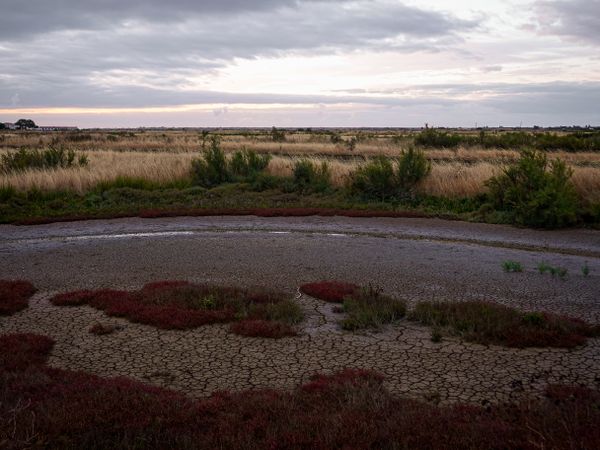 A dried up and cracking marsh's basin