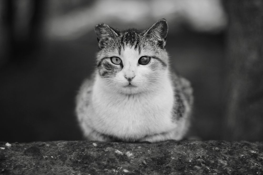 Street cat with an eye problem