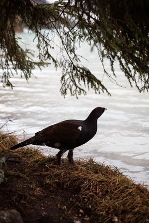 duck on lake in mountains