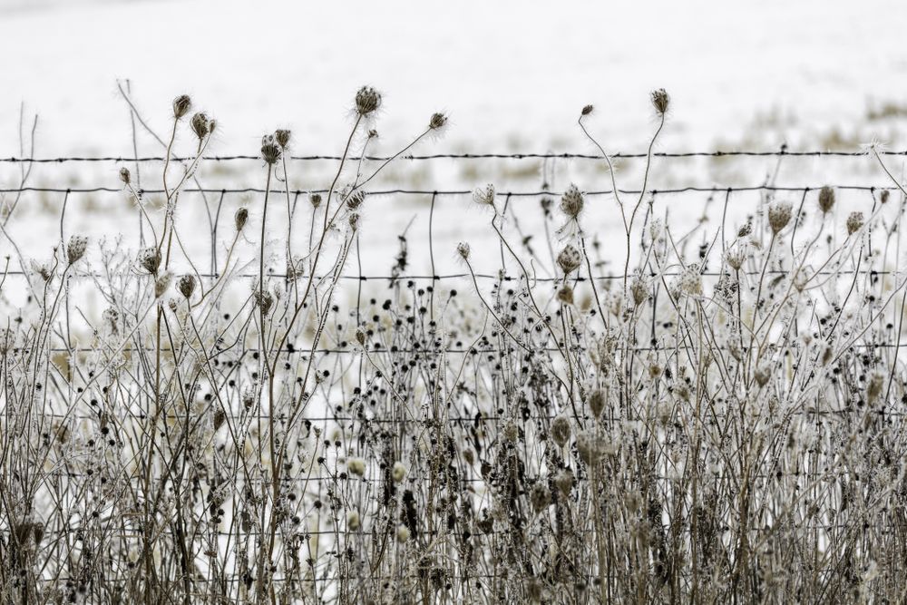 Frosted winter vegetation