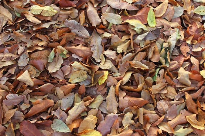 dried leaves