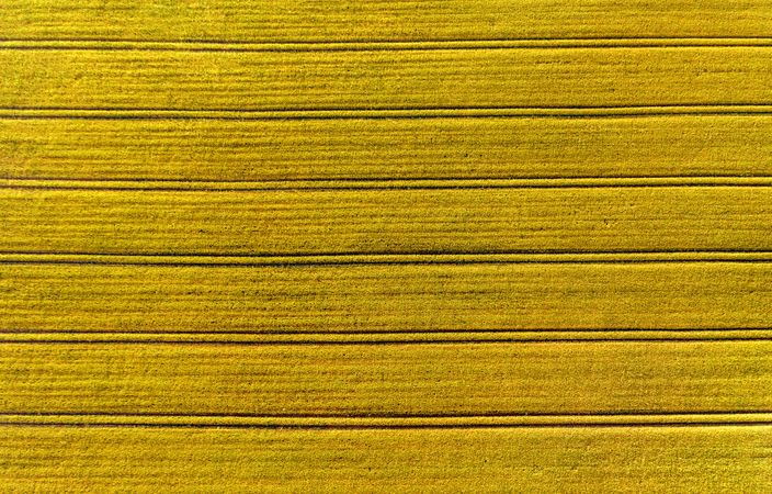 Drone shot with wheat field at sunrise
