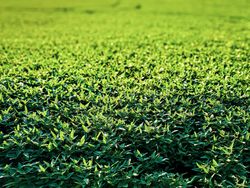 A sea of green soja