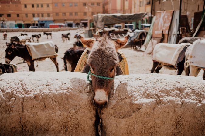 Donkey park station in Morocco