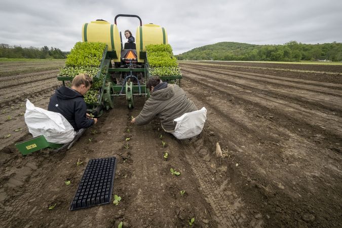 Copake, New York - May 19, 2022: Group of farmers planting small shrubs in fresh soil