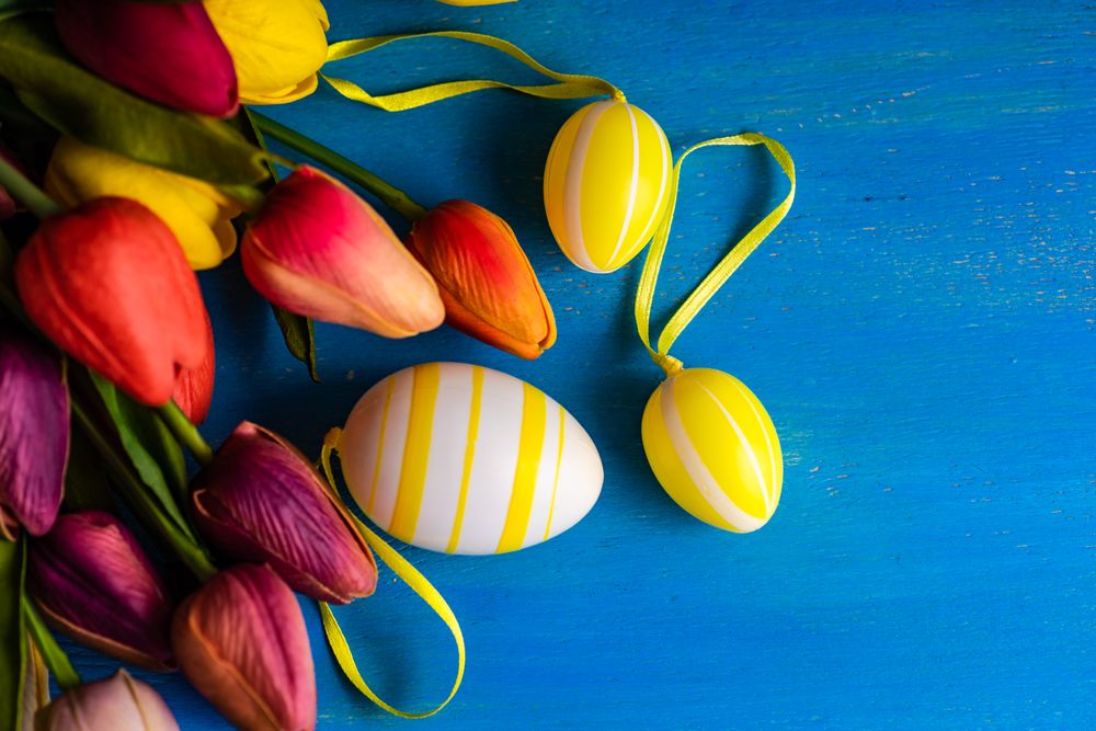 Flat lay of tulip flowers and egg ornaments on blue counter for spring