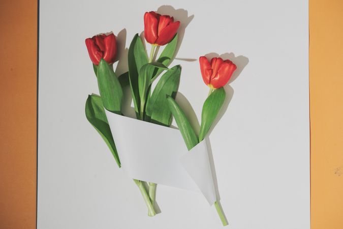 Tulips wrapped in light  paper card note