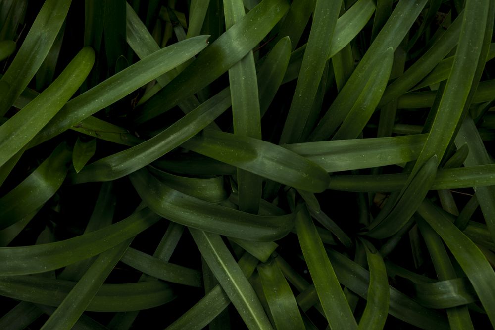 Long plant leaves. Lush green background of nature