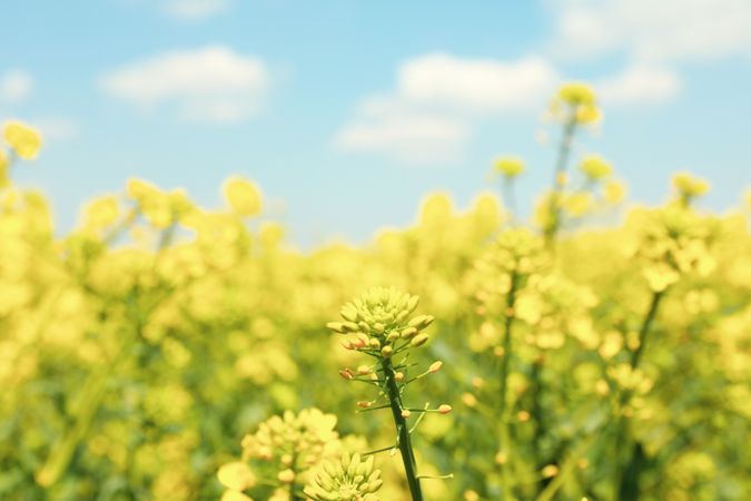 Beautiful rapeseed field. Amazing spring nature. Photo outdoor
