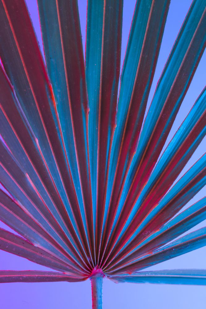 Palm leaf lit in bold neon  colors, on gradient blue to pink background