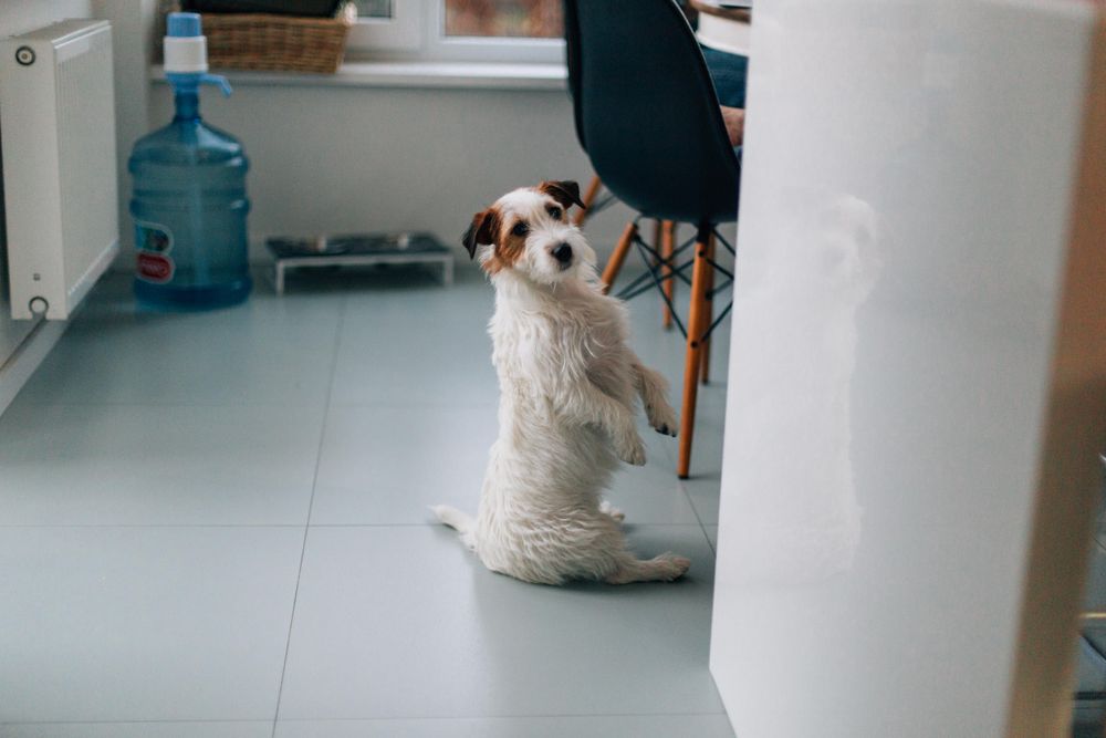Dog sitting up in home