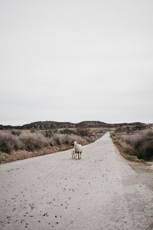 Sheep walking on the road