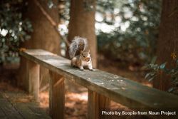 Squirrel on wooden fence 4MvVEb