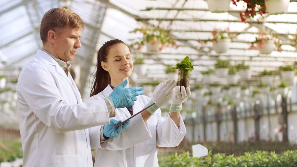 In the Industrial Greenhouse Two Agricultural Engineers Test Plants Health and Analyze Data with Tablet Computer.