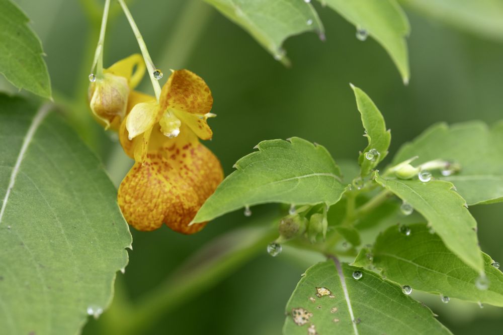 Spotted Touch-me-not (Impatiens capensis) in McGregor, Minnesota