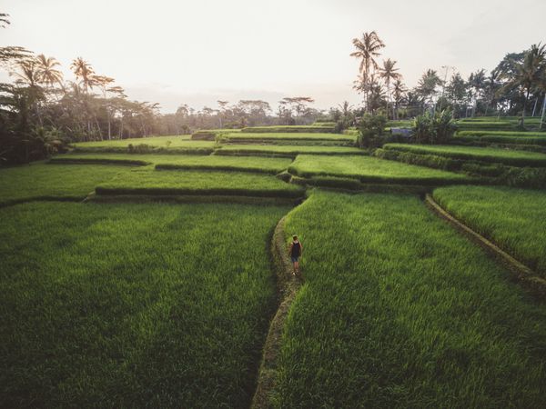 Traveler walking on spacious green plantation
