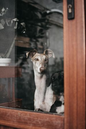 Cute dog behind window