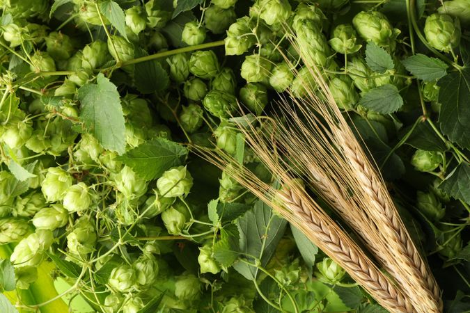 Spikelets on hop cones background, top view