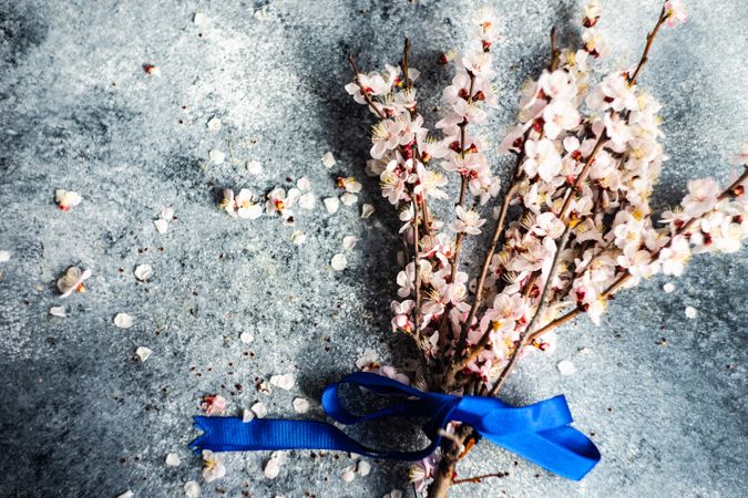 Spring floral concept with apricot blossom wrapped in blue ribbon