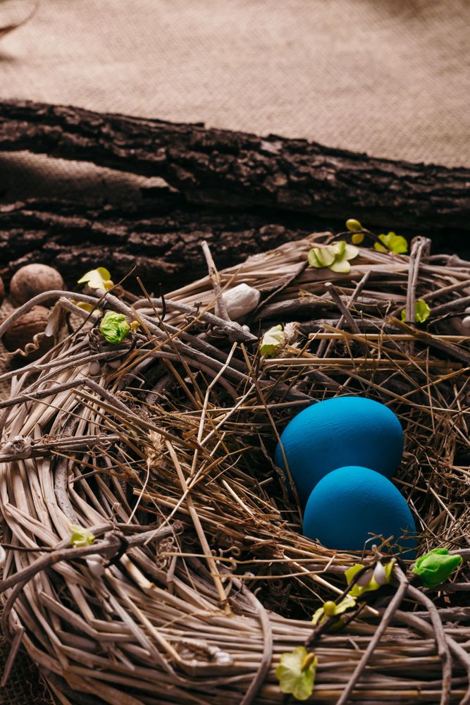 Blue eggs in bird nest