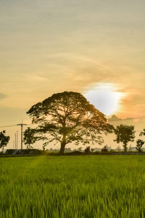 Beautiful tree in grassy field at dusk