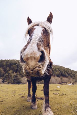 Close-up view of peaceful horse by forest