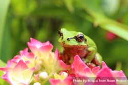 Green frog on pink flower 42zLm4