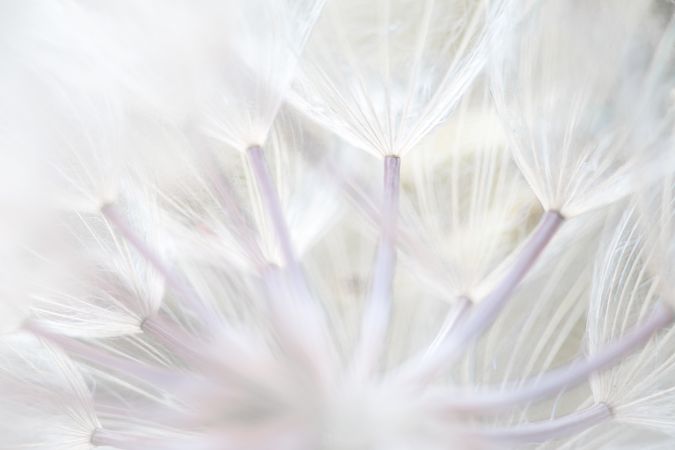 Delicate white stamen in closeup
