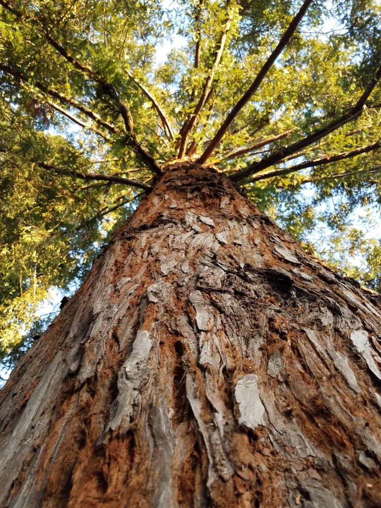 Upward shot of a redwood tree in the forest