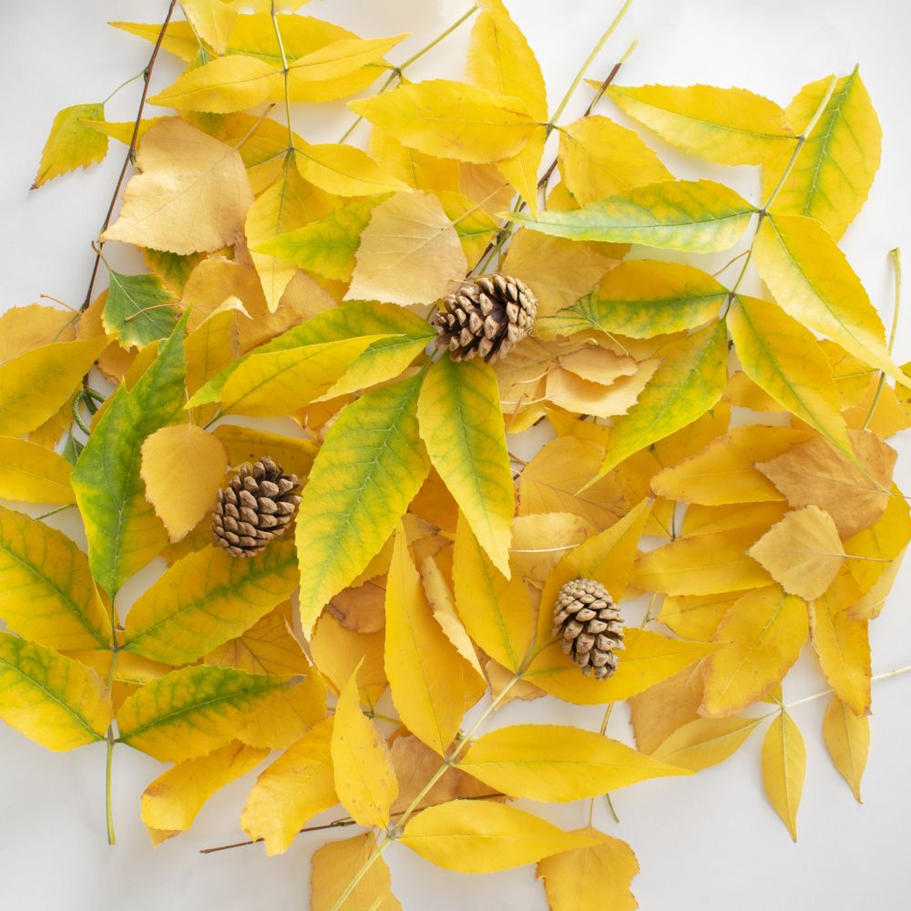 Pile of yellow green autumn leaves