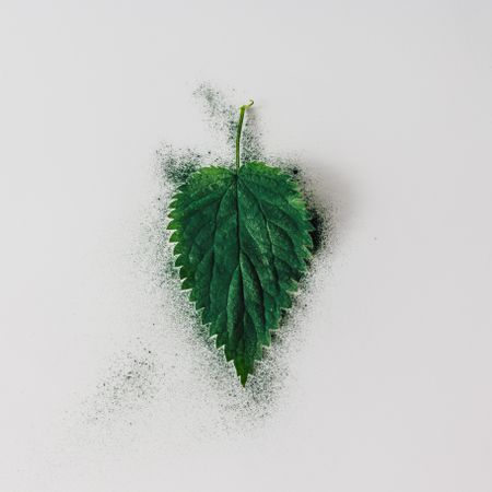 Nettle leaf with green dust on light background