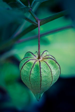 beauty of Physalis angulata, commonly known as ciplukan or ground cherry
