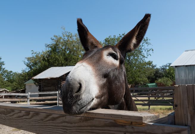 Engaging mule at the Heritage Farmstead Museum  Plano, Texas.