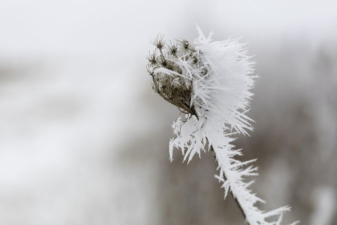 Frost formation on dry vegetation