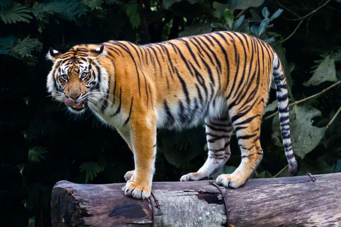 Tiger Standing On Wood