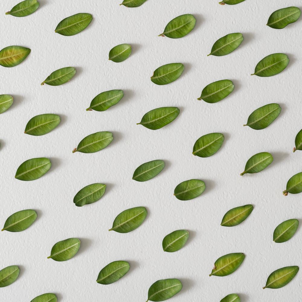 Rows of leaves on light background