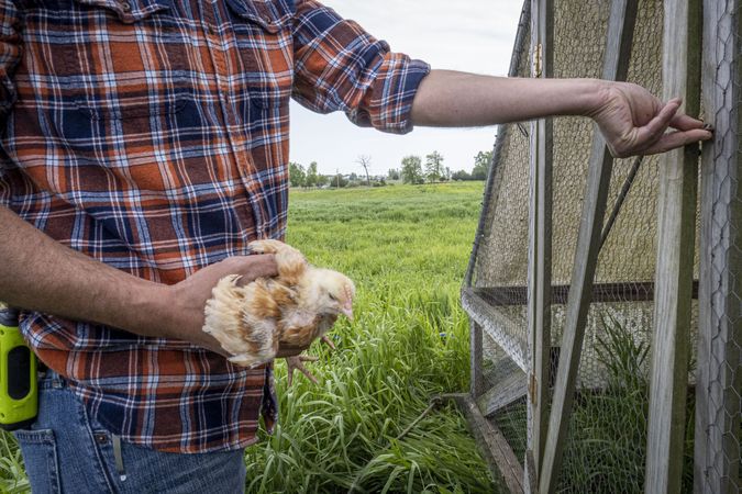 Copake, New York - May 19, 2022: Cropped man opening door of chicken coop for bird