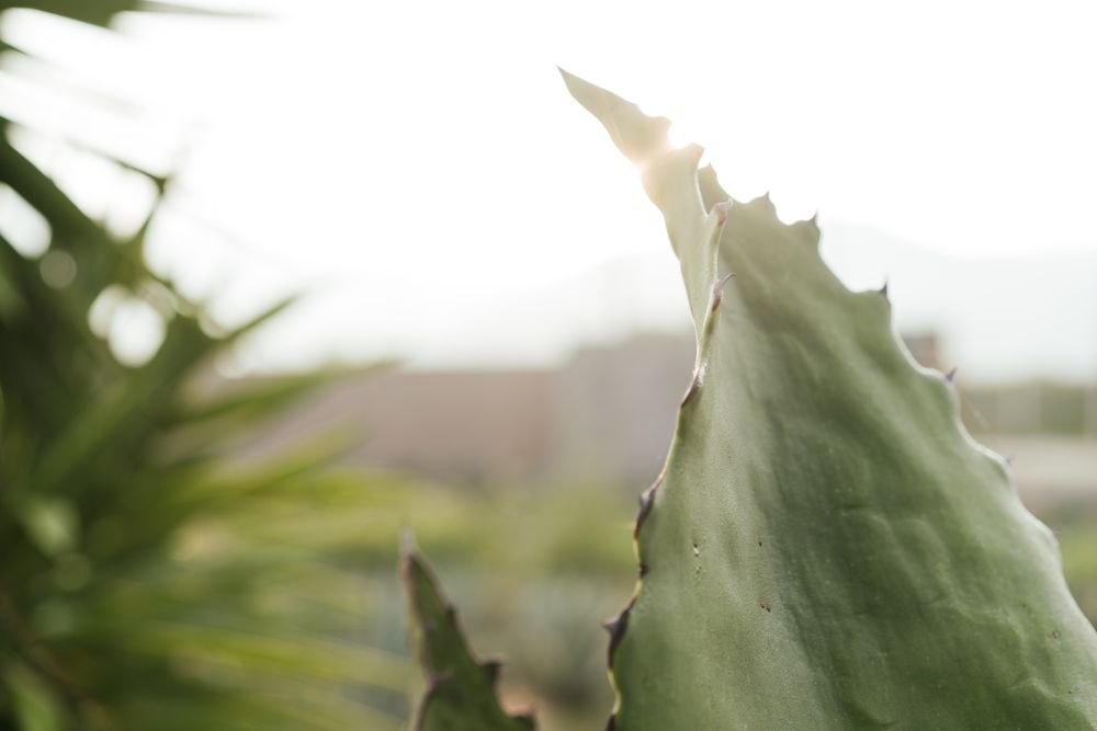 Field of blooming agave