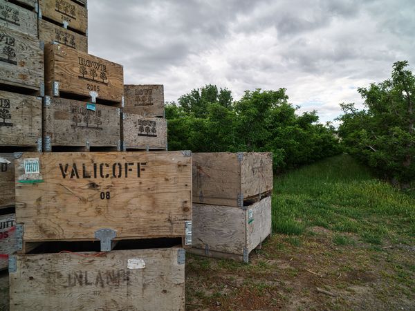 Fruit boxes beside an orchard in the little town of Monitor, Washington