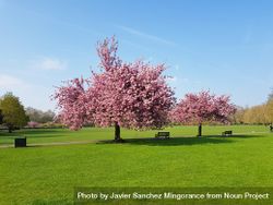 Pink cherry blossom tree blooming in park on beautiful bright day 5RW724