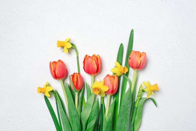 Tulips & daffodils on light background