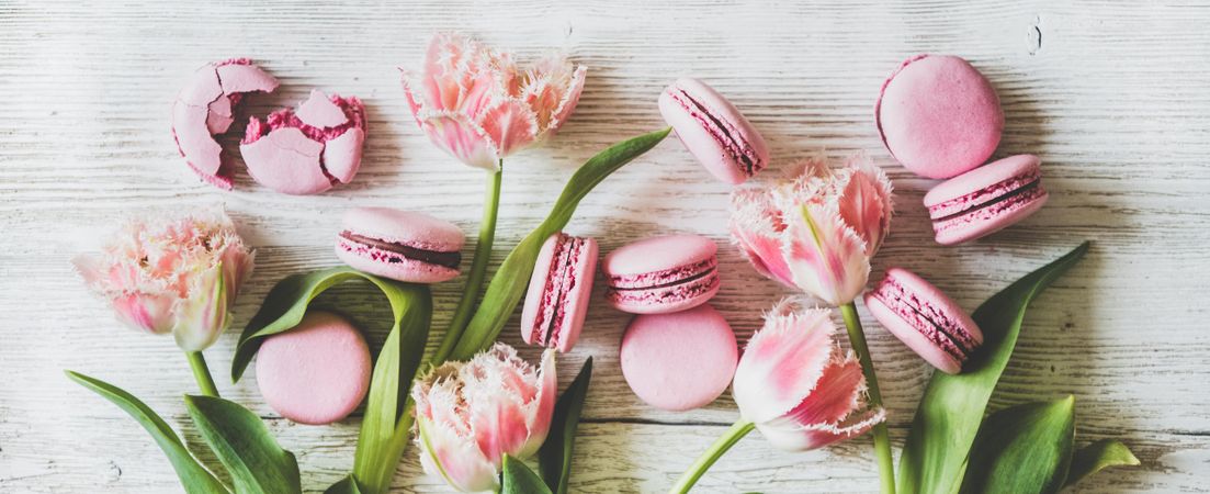Flat-lay of sweet pink macaron cookies and fresh spring tulip, wide composition