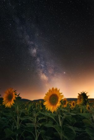 Sunflower meadow under starry sky