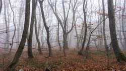 Misty barren  forest
