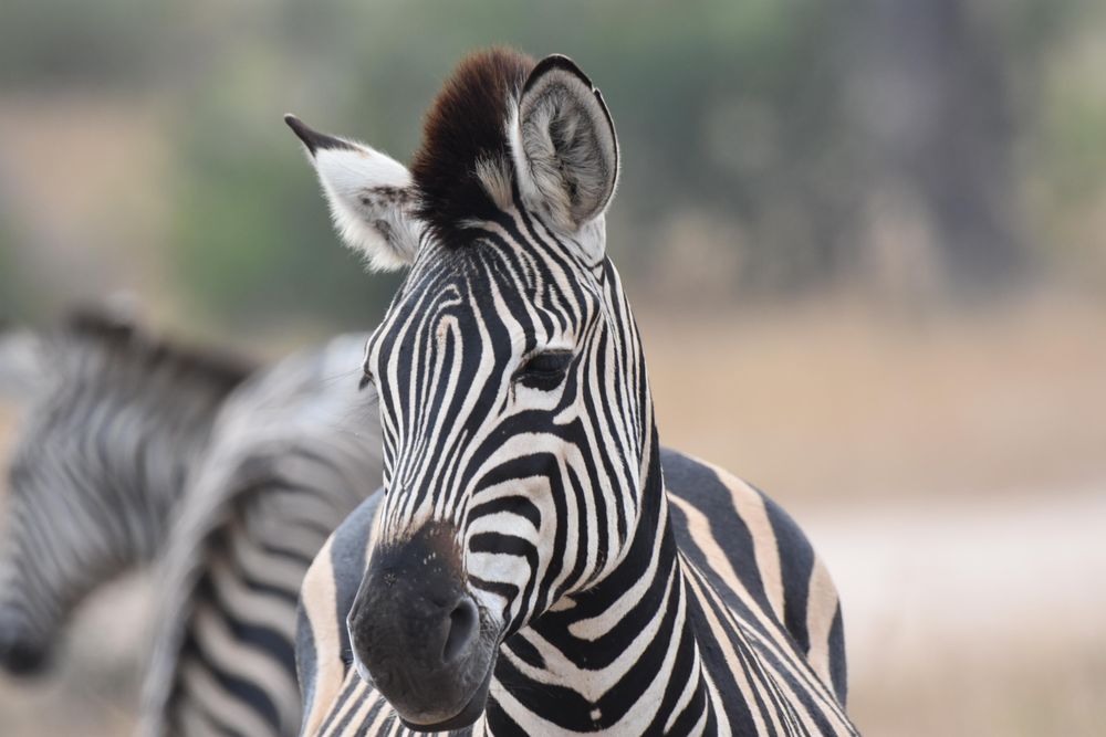 Two zebras in close-up