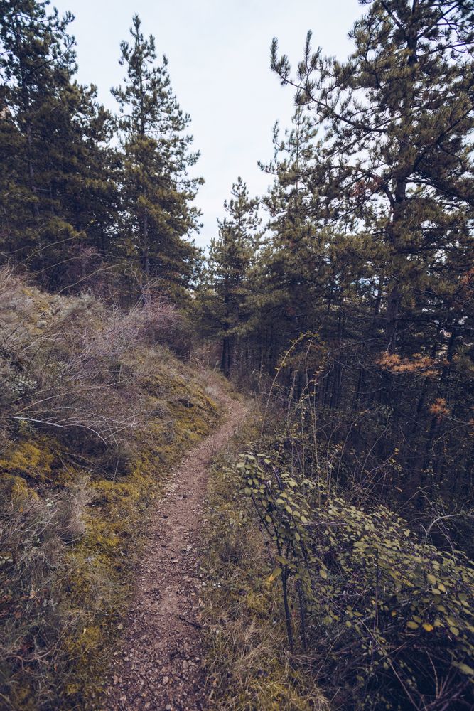 Tranquil path at hill in evergreen forest