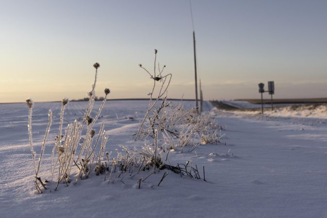 Frozen plants in a field on a cold winter morning