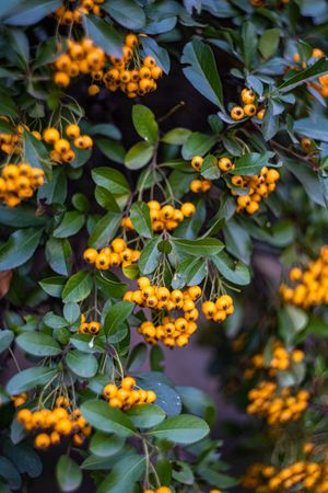 Ripe yellow rowan berries