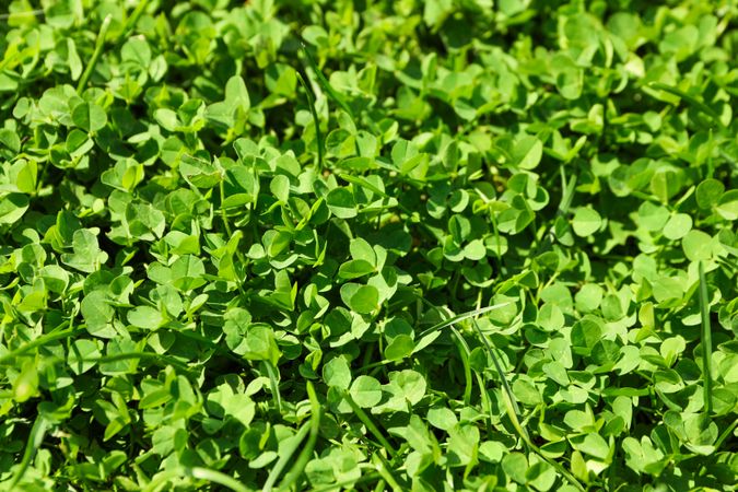 Fresh green grass texture. Natural background, close up
