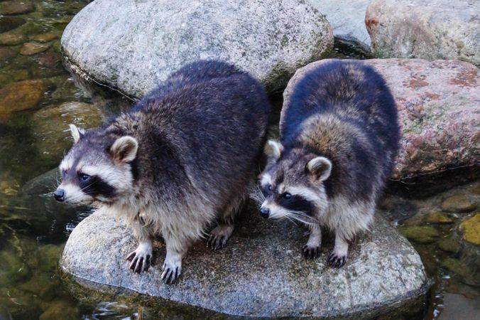 Two raccoons on stone in river